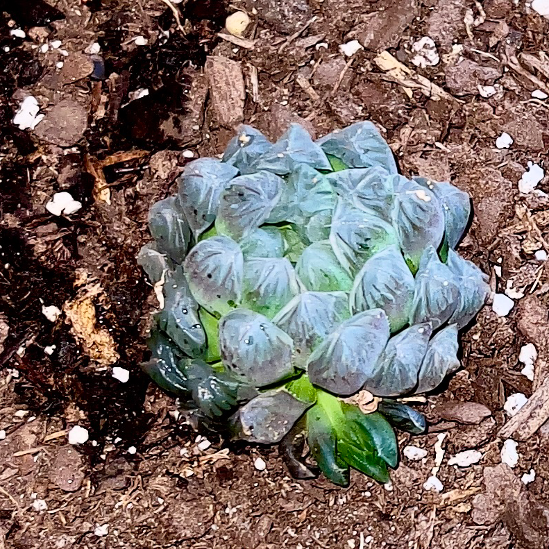 Haworthia cooperi plant photo by @R_L15748 named Plumpy 30mL/ 1oz. on Greg, the plant care app.