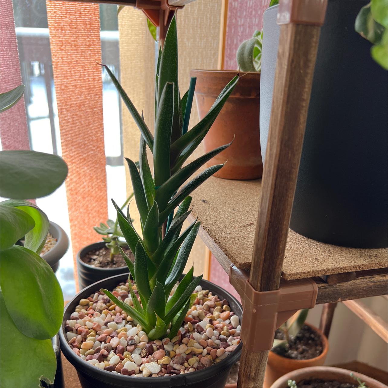 Ox Tongue plant photo by @R_L15748 named Froto 118mL/4oz. on Greg, the plant care app.