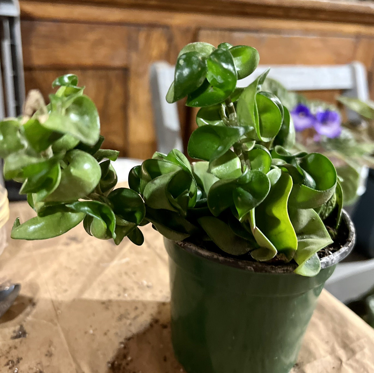 Hoya carnosa 'Compacta' plant photo by @R_L15748 named A-Hoya! 118ml/4oz. on Greg, the plant care app.