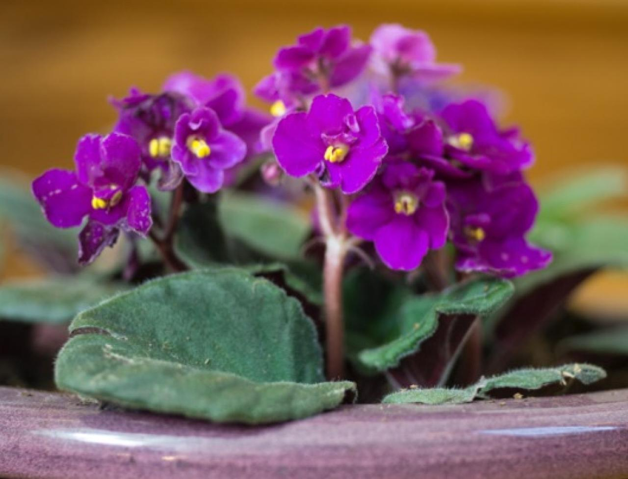 Kenyan Violet plant photo by @R_L15748 named Violet on Greg, the plant care app.