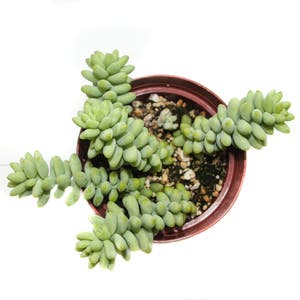 Burro's Tail plant photo by R_l15748 named Eyore 71 on Greg, the plant care app.