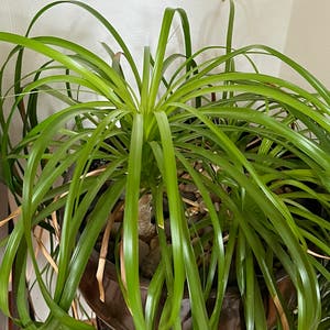 Ponytail Palm plant photo by R_l15748 named Pippi (foyer) 12.7oz. on Greg, the plant care app.