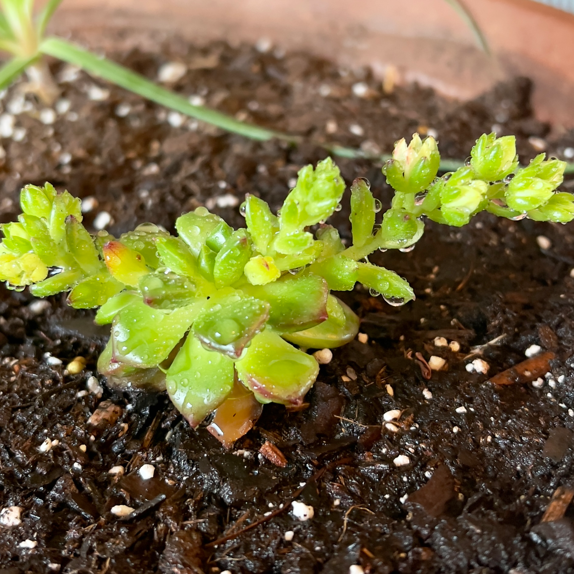 Sedeveria 'Letizia' succulent in a pot with visible soil, showing healthy green leaves.