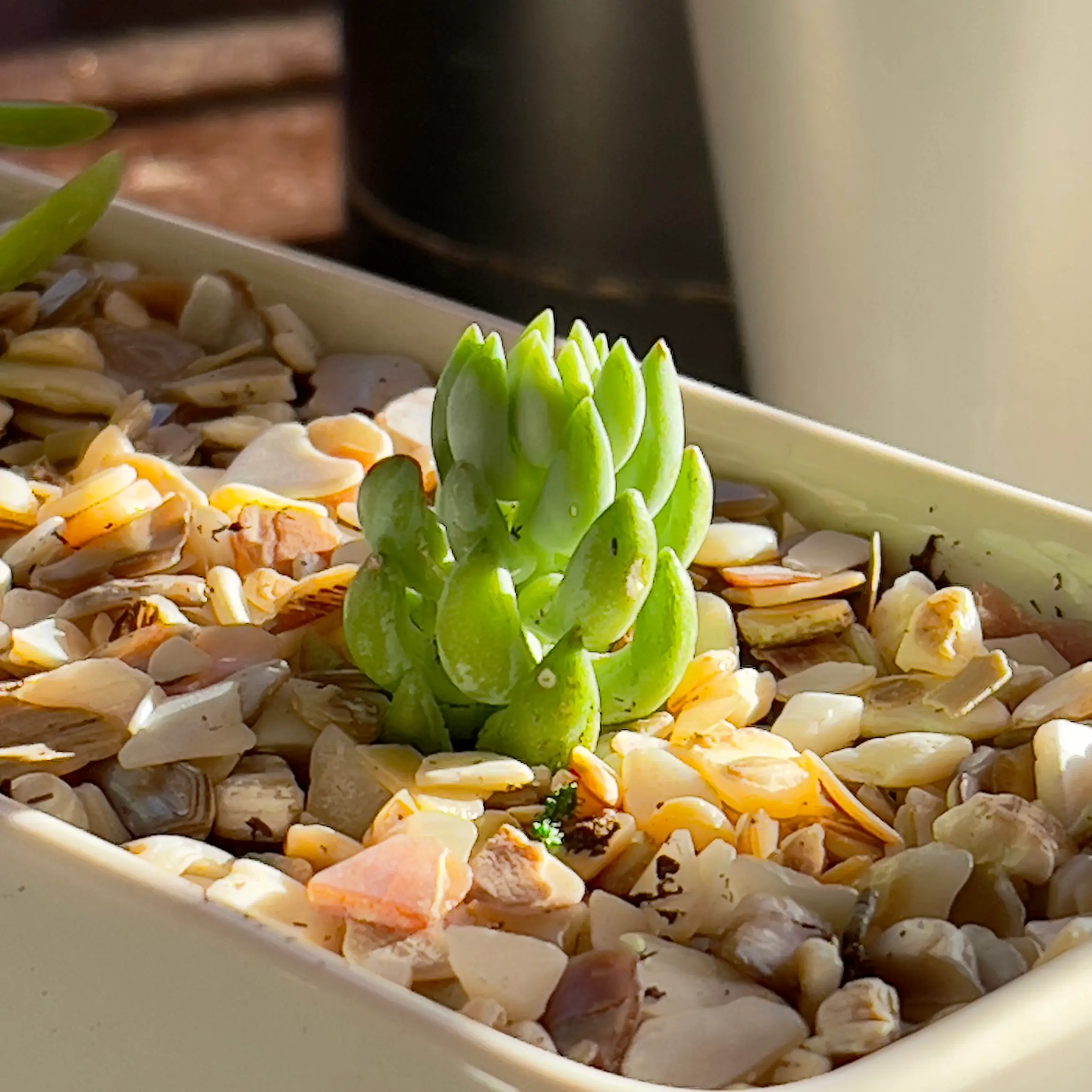Photo of the plant species Cotyledon batesii by @R_L15748 named Spike 30mL/1oz. on Greg, the plant care app