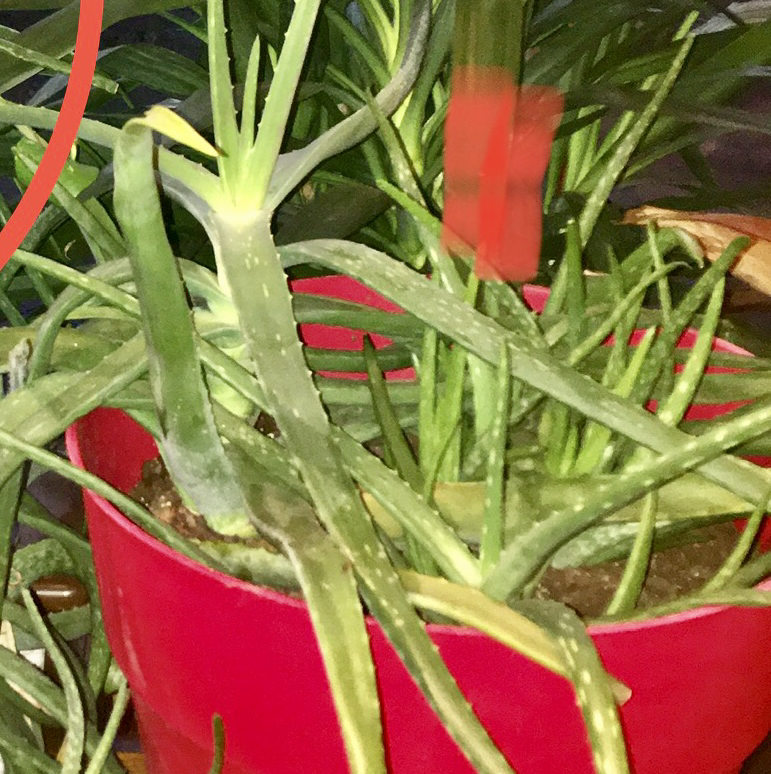 Aloe vera plant photo by @R_L15748 named Aloe-Ha 46oz on Greg, the plant care app.