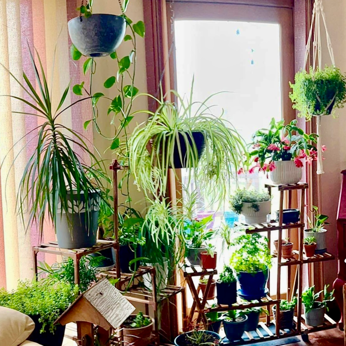 Song of India plant photo by @R_L15748 named More of the gang on Greg, the plant care app.