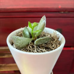 Anthurium 'Queen of Hearts' plant