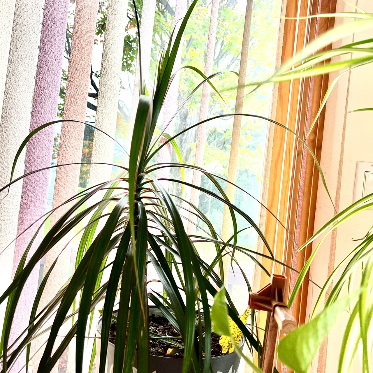 Dragon Tree plant photo by @R_L15748 named Drake 331 on Greg, the plant care app.