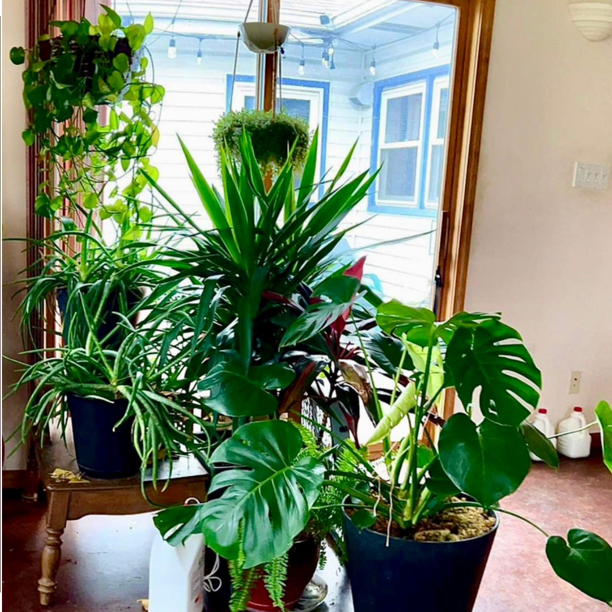 Taro Vine plant photo by @R_L15748 named The Gang on Greg, the plant care app.