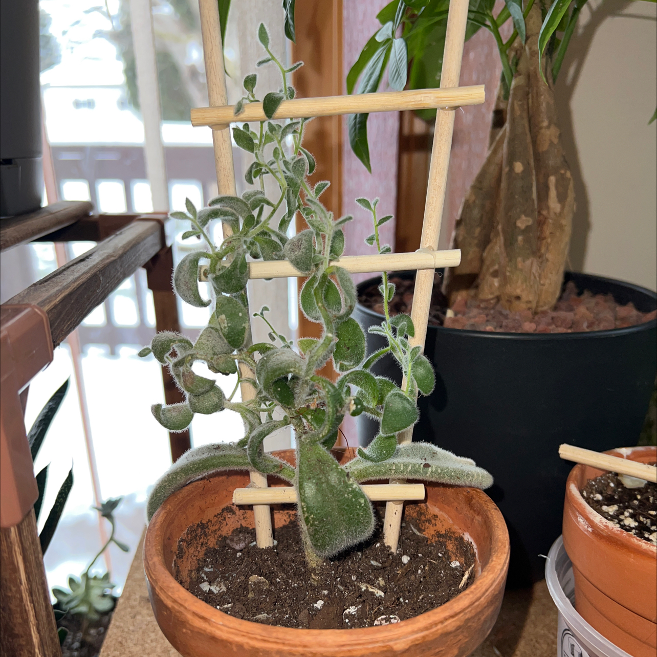 Panda Plant plant photo by @R_L15748 named Darwin 71ml/4oz on Greg, the plant care app.