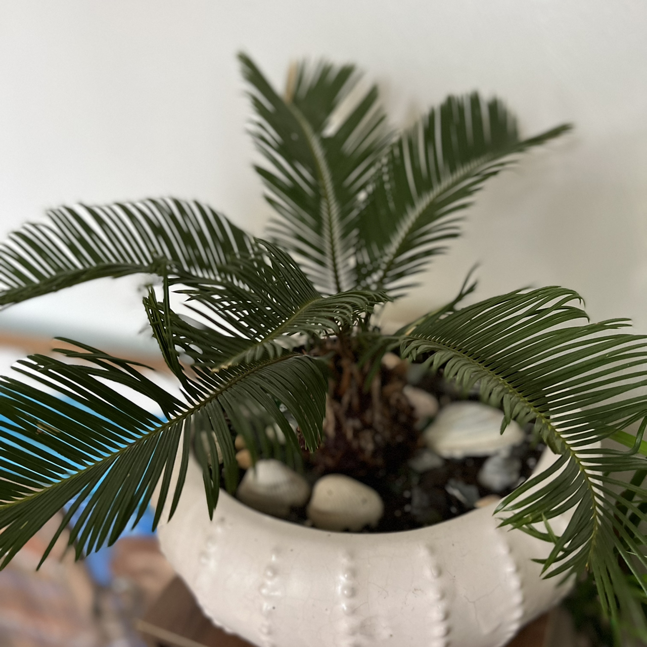 Photo of the plant species Sago Palm by @R_L15748 named Sergei 295ml/6oz. on Greg, the plant care app