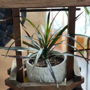 Dragon Tree plant photo by R_l15748 named Draco 94mL/3.16oz. on Greg, the plant care app.