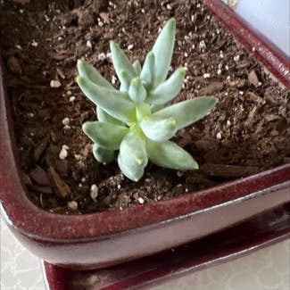 Pachyphytum hookeri plant in Somewhere on Earth