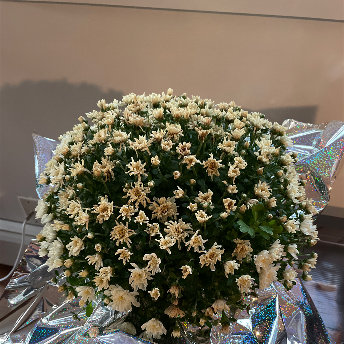 Border Carnation plant with numerous small, wilting flowers and some browning petals.