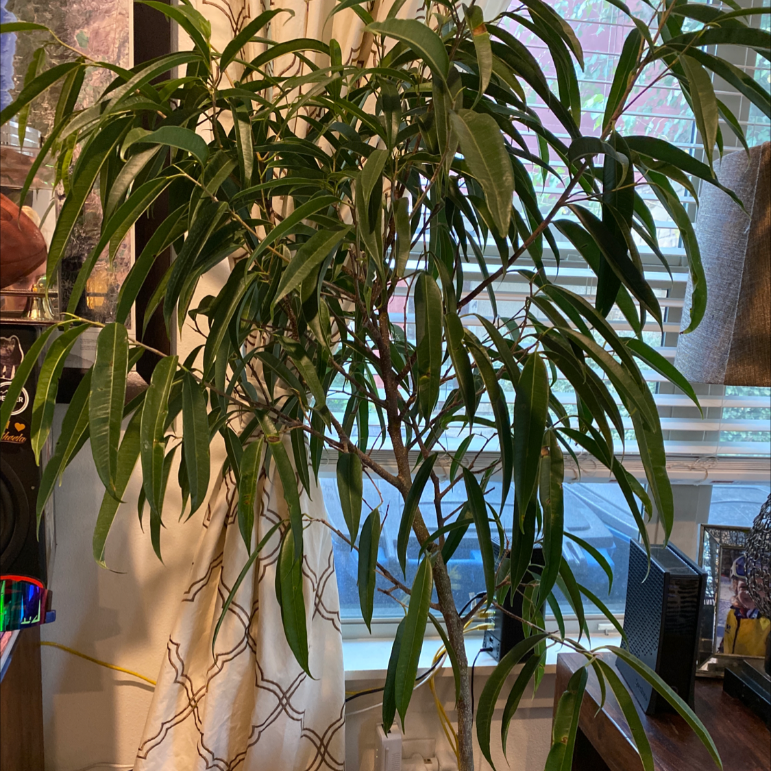 Indoor Ficus Alii plant near a window with healthy, slender leaves.