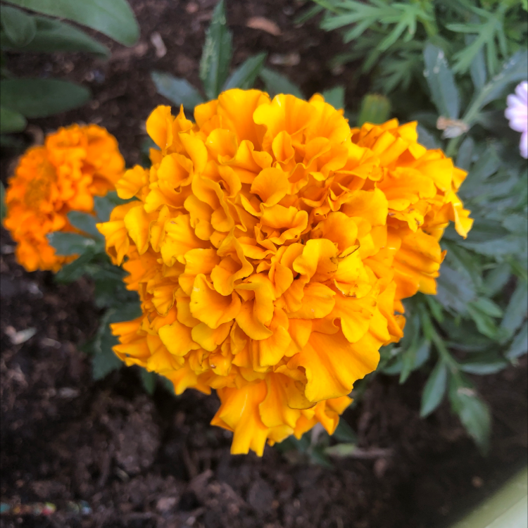 Photo of the plant species African Marigold by @FlourishingHaven named Bigleef Smalls on Greg, the plant care app