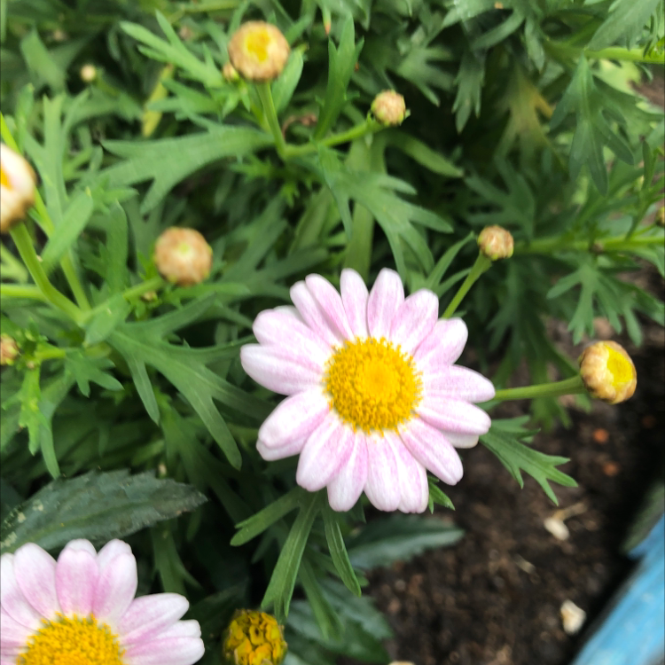 Photo of the plant species Marguerite by @FlourishingHaven named Orlando Bloom on Greg, the plant care app