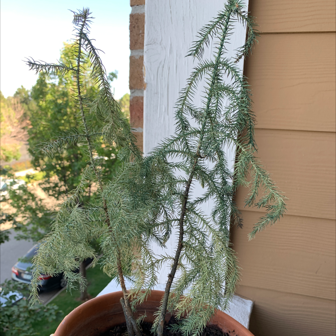 Personalized Norfolk Island Pine Care Water Light Nutrients Greg App