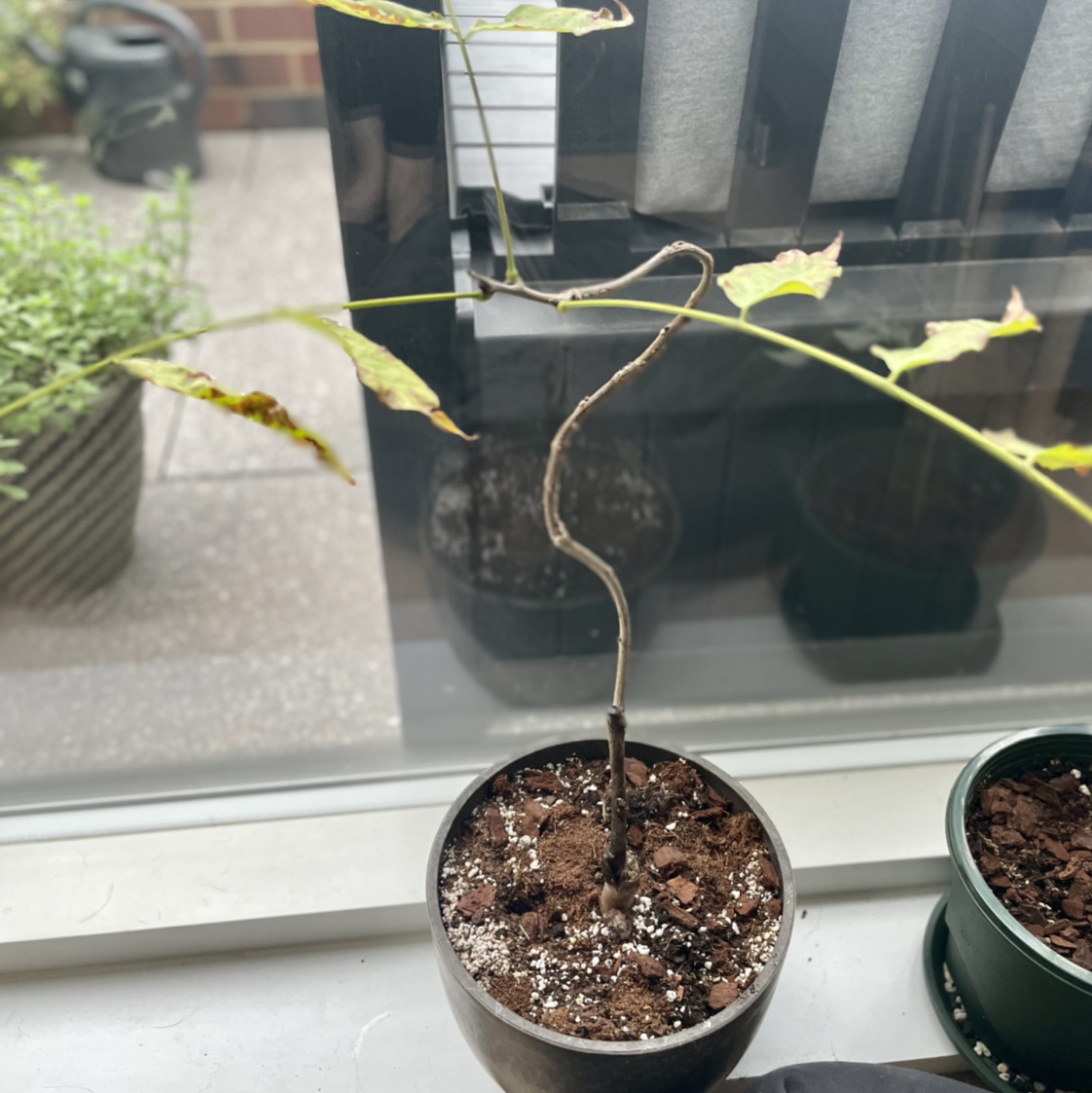 Potted Chinese Wisteria with thin, twisted stem and sparse leaves showing browning and yellowing.