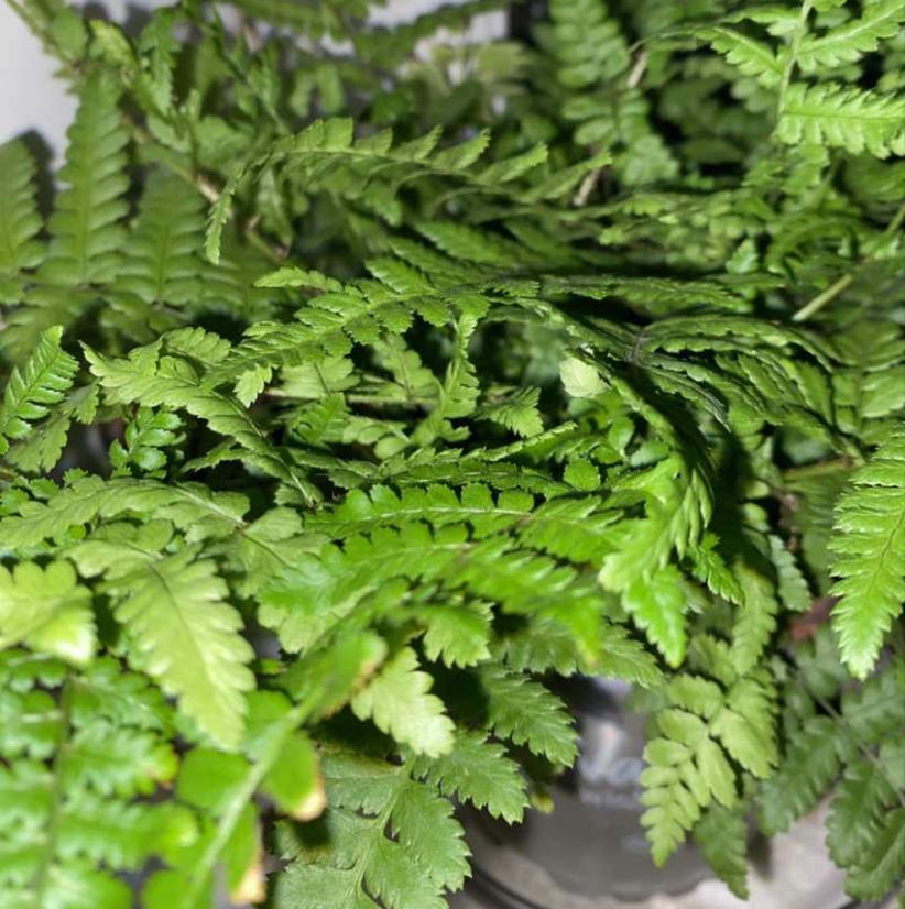 Close-up of a healthy Male-Fern with vibrant green fronds.