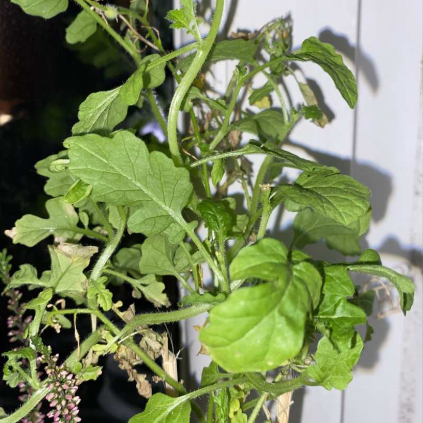 Photo of the plant species Field Mustard by @Daphnesot named Doris on Greg, the plant care app