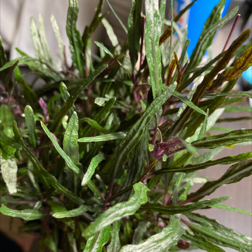 Close-up of a Dragon's Tongue plant with healthy green and purple leaves.