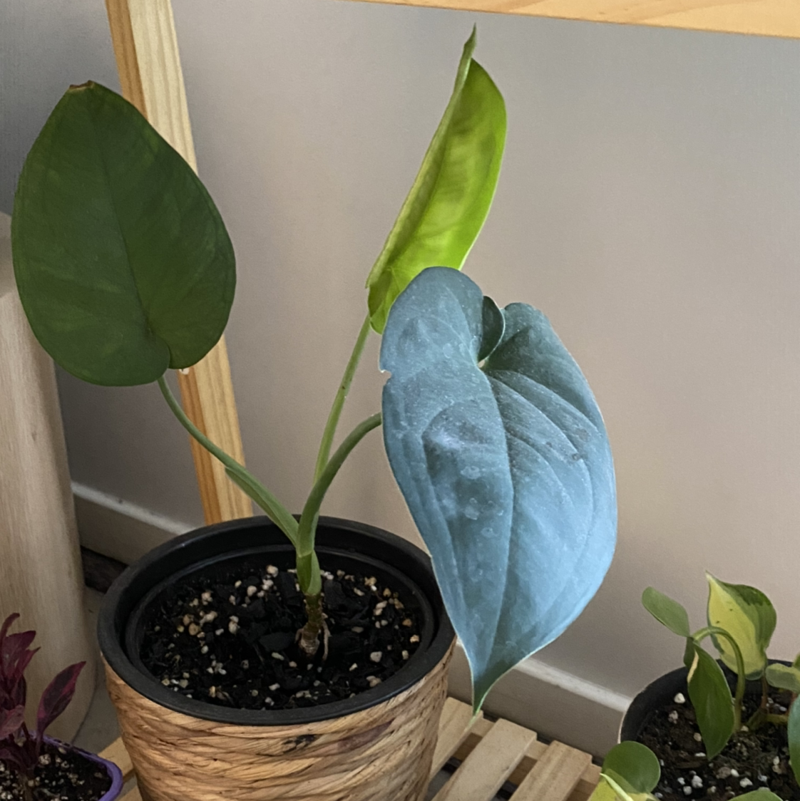 Potted Syngonium chiapense plant with visible soil, blue and yellowing leaves, indoors on wooden surface.