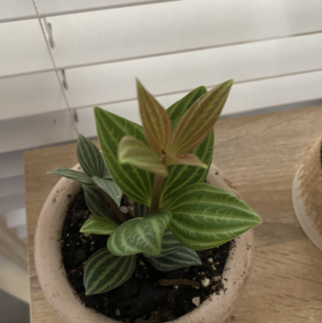 Photo of the plant species parallel peperomia by @Outragius2004 named Frank on Greg, the plant care app