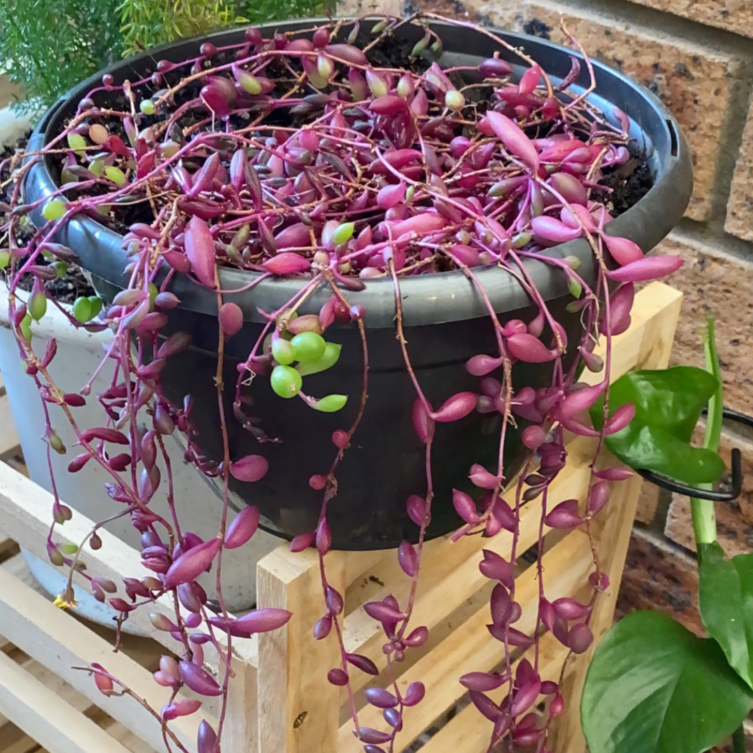Photo of the plant species ruby necklace by @Outragius2004 named Ruby on Greg, the plant care app