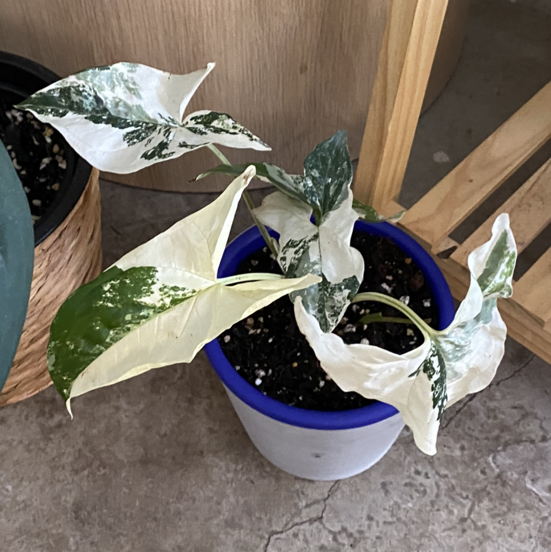 Photo of the plant species Variegated Arrowhead Vine by @Outragius2004 named Your plant on Greg, the plant care app