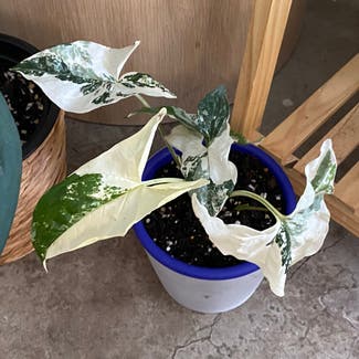 Variegated Arrowhead Vine plant in Somewhere on Earth
