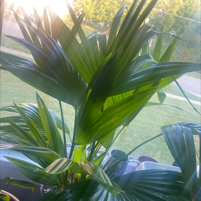 Chinese Fan Palm with healthy green leaves near a window.