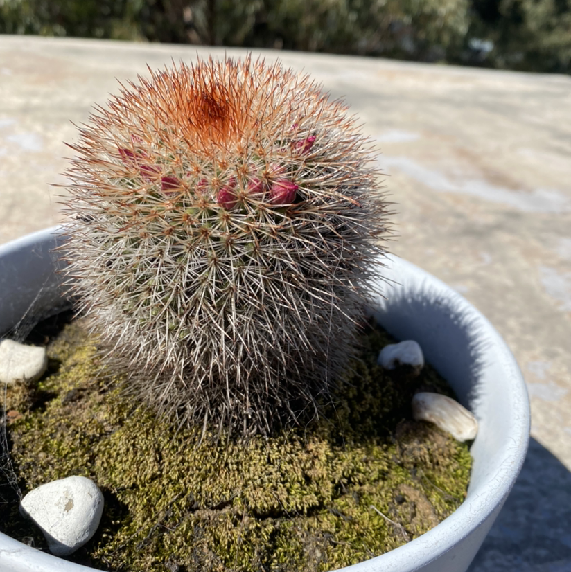 Texas Rainbow Cactus in a pot with moss-covered soil, showing small pink buds.