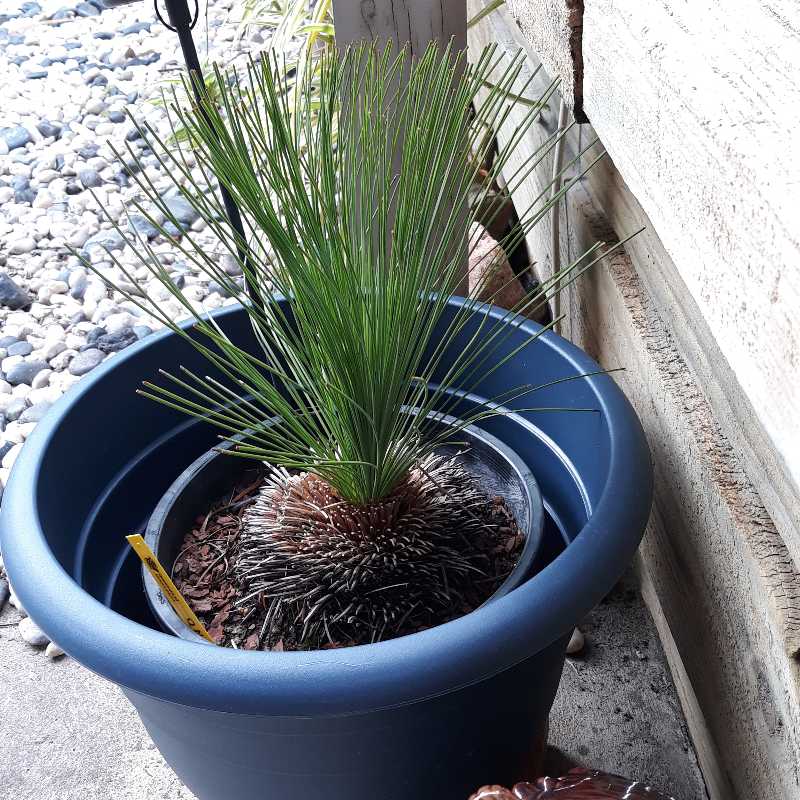 Xanthorrhoea grass tree