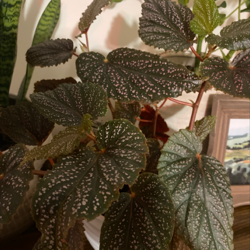 Photo of the plant species Pendula Begonia by Morgan named Darwin on Greg, the plant care app