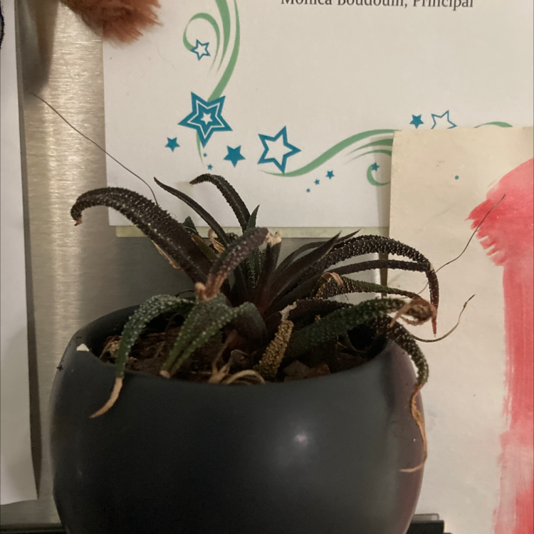 Bredasdorp Gasteria plant photo by @Ros23 named Harper on Greg, the plant care app.