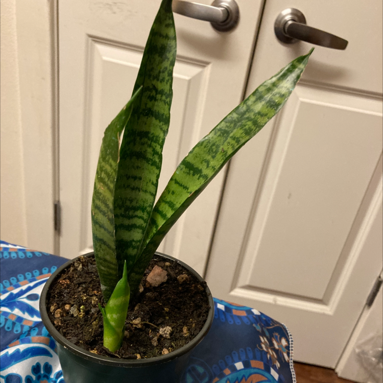Snake Plant plant photo by @Ros23 named Hamilton on Greg, the plant care app.