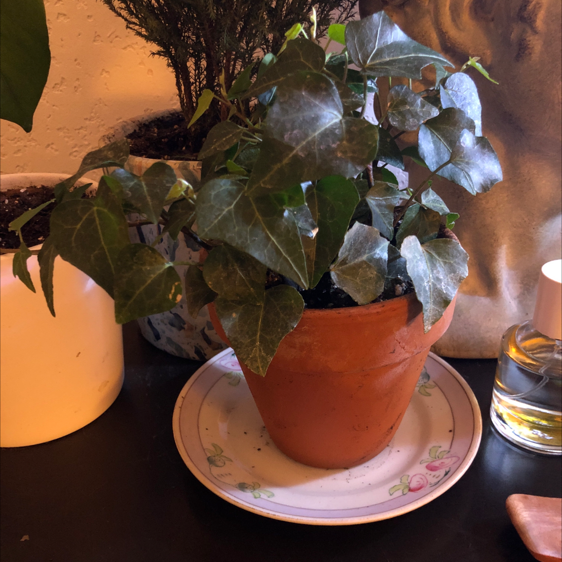 Variegated ivy plant in a terracotta pot on a saucer, appears healthy.