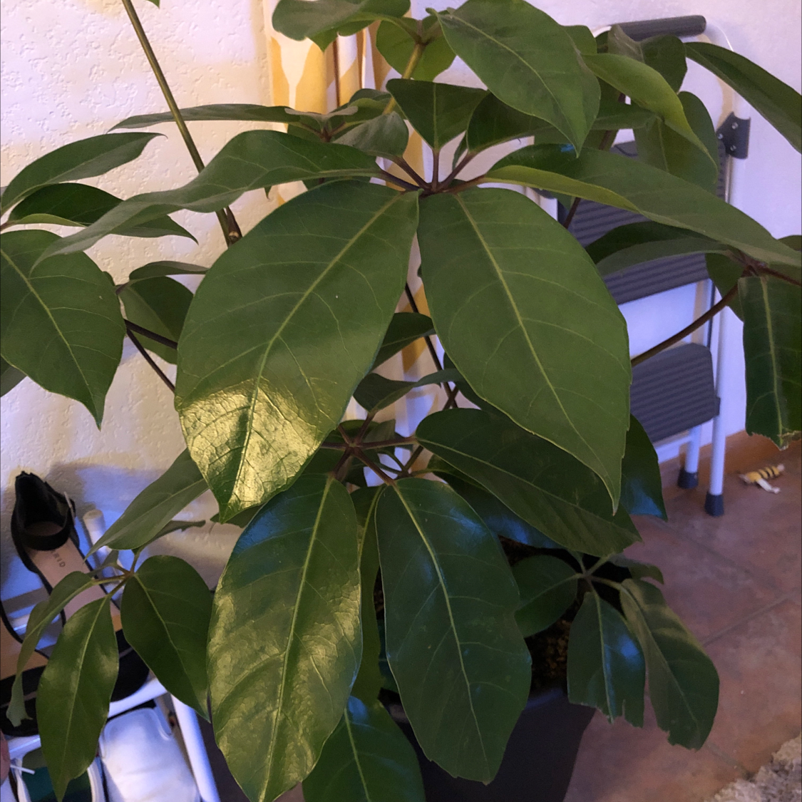 An indoor umbrella tree plant with large green leaves in an umbrella-like canopy. Some lower leaves show yellowing.