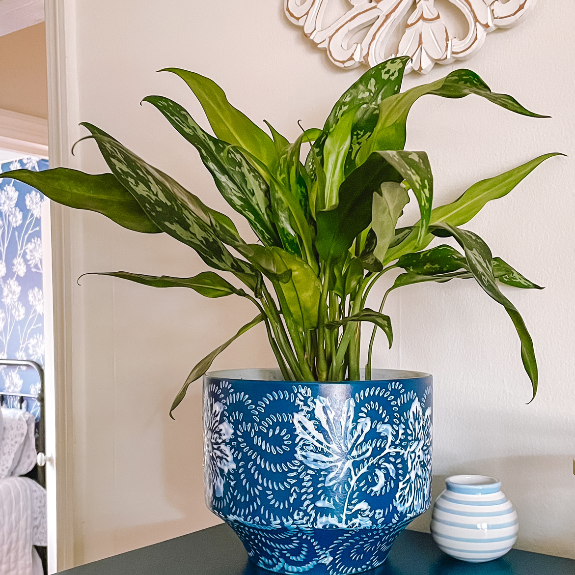 Photo of the plant species Aglaonema 'Emerald Beauty' by @Sunflowerreads named Hill on Greg, the plant care app