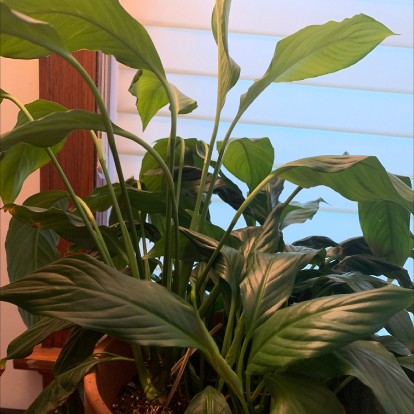 Peace Lily plant photo by Monica named Coco plus on Greg, the plant care app.