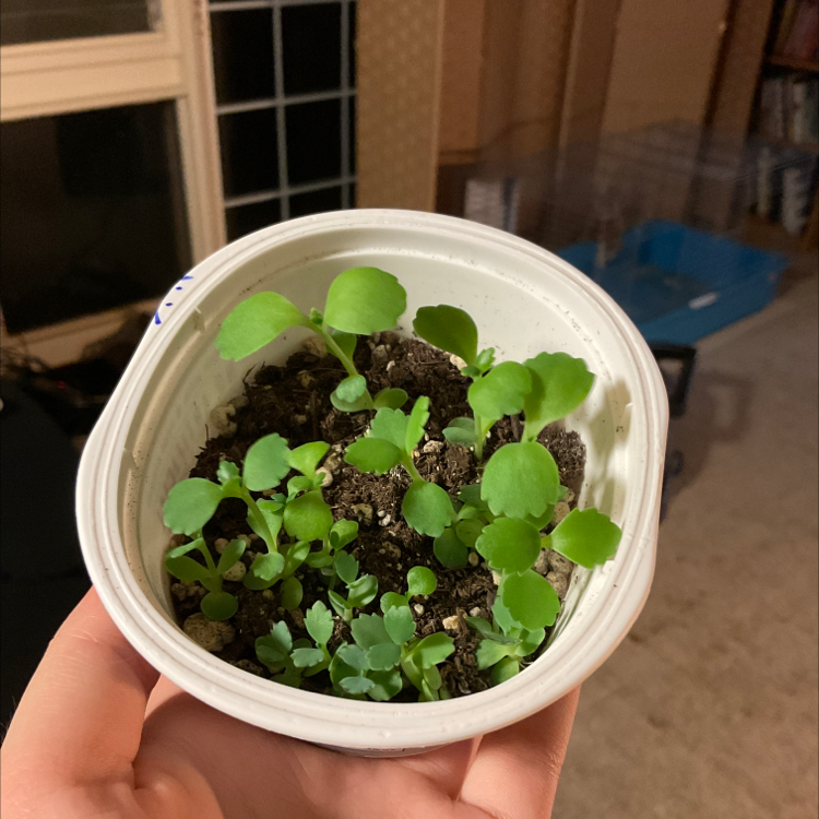 Photo of the plant species Cathedral Bells by @sarahkw named Rebekah on Greg, the plant care app