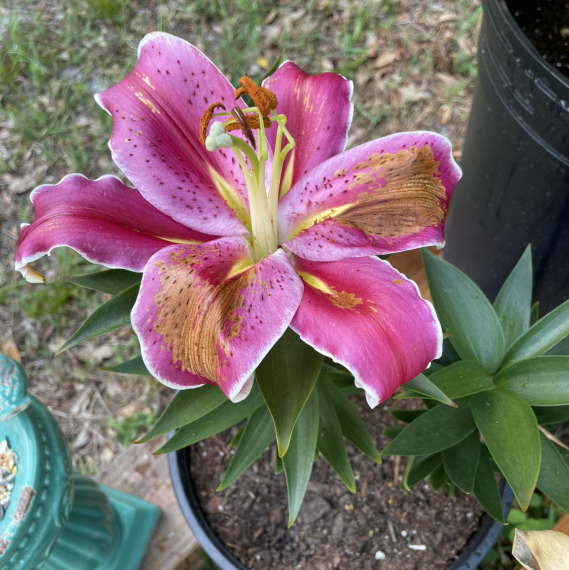 Photo of the plant species Ditch Lily by @chichirron named ariana on Greg, the plant care app