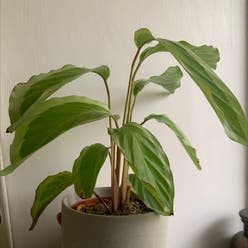 Calathea bicajoux plant