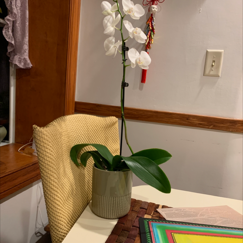 Moon Orchid (Phalaenopsis) in a pot on a table with white flowers and green leaves.