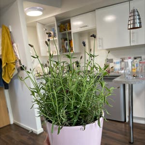 English Lavender plant photo by Ayman named Lilac on Greg, the plant care app.