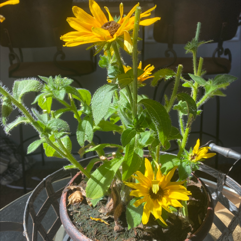 Blackeyed Susan plant with vibrant yellow flowers in a pot with visible soil.