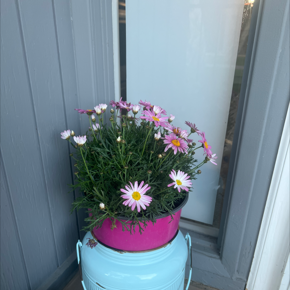 Marguerite Daisy plant in a pink pot with pink and white flowers, placed on a blue container.