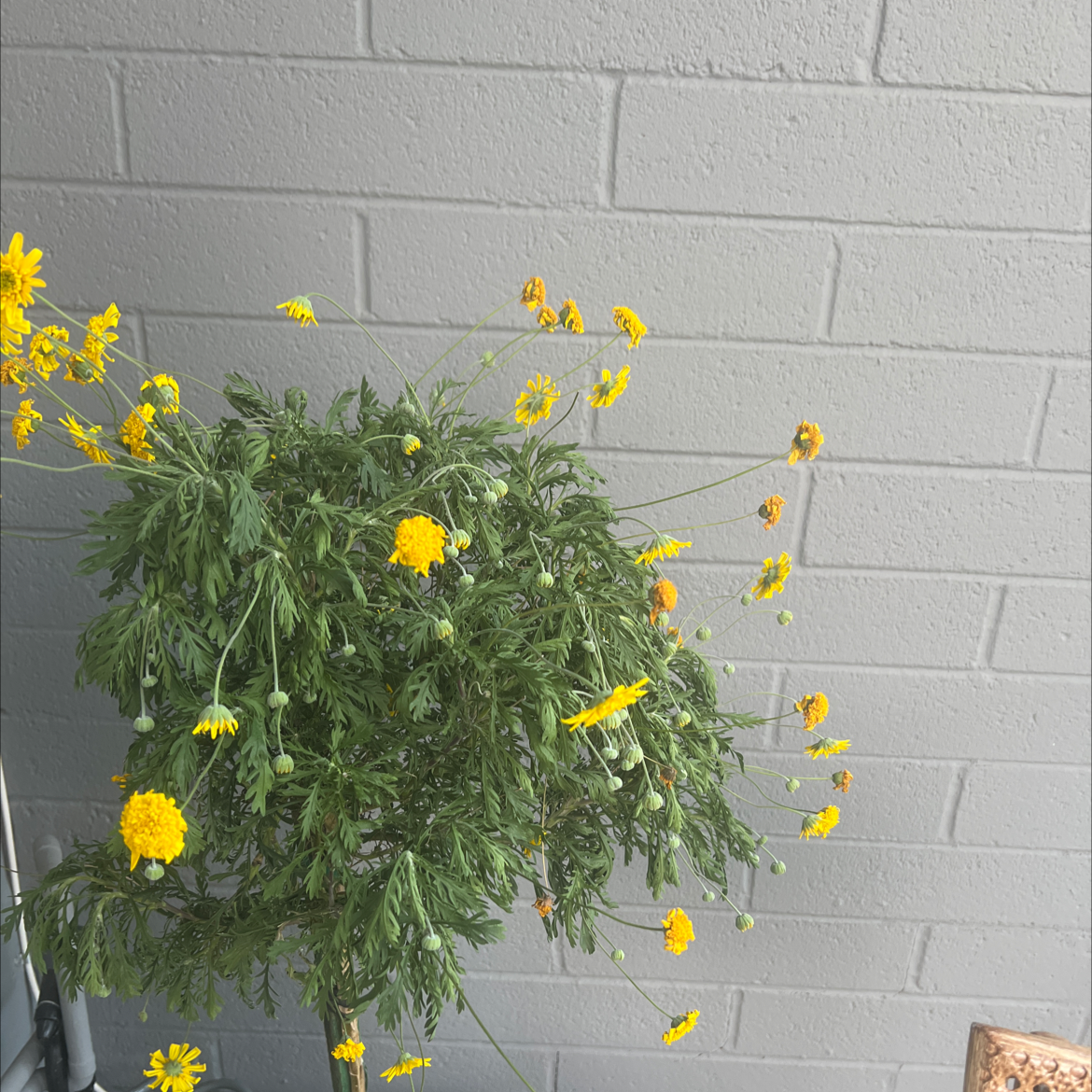 Photo of the plant species Golden daisy bush by Olivia named Bob on Greg, the plant care app