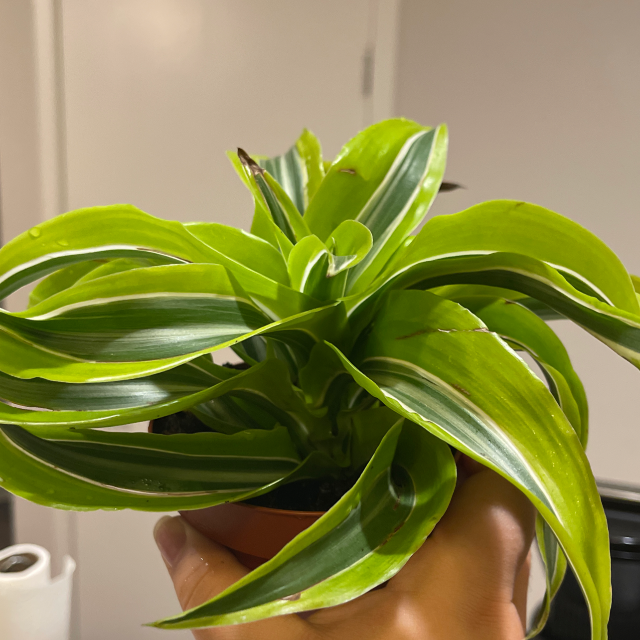 Dracaena 'Tornado' plant with vibrant green leaves and white stripes, held by a hand.